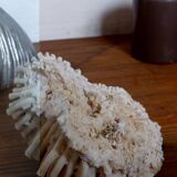 Ancient white coral