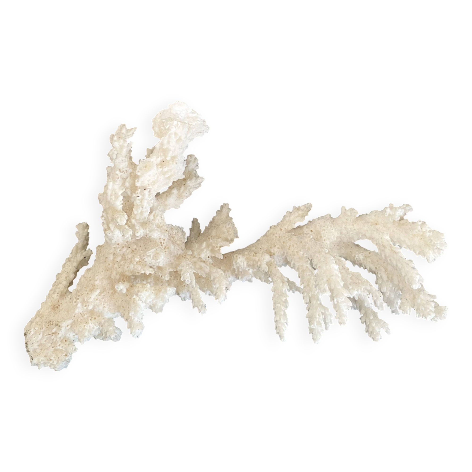 Coral 20 cm cabinet of curiosities