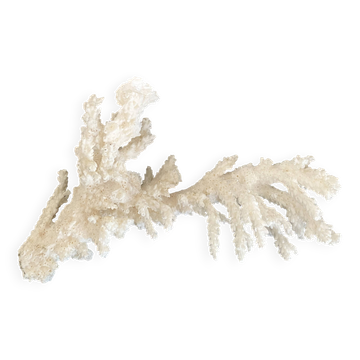 Coral 20 cm cabinet of curiosities