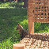 Rope and eucalyptus wood armchair