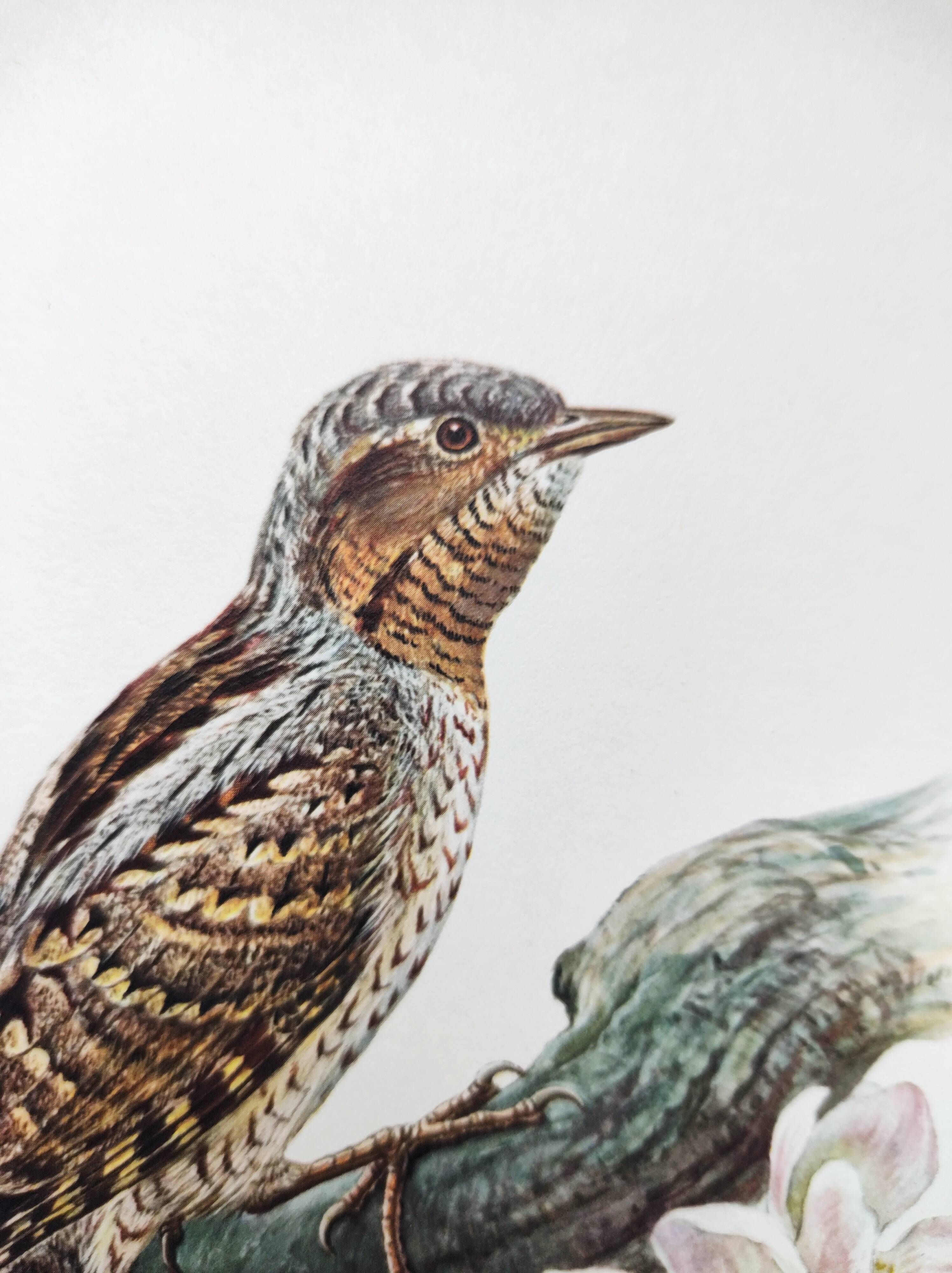 Old bird plate from the 1960s - Wryneck - Natural animal illustration