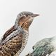 Old bird plate from the 1960s - Wryneck - Natural animal illustration
