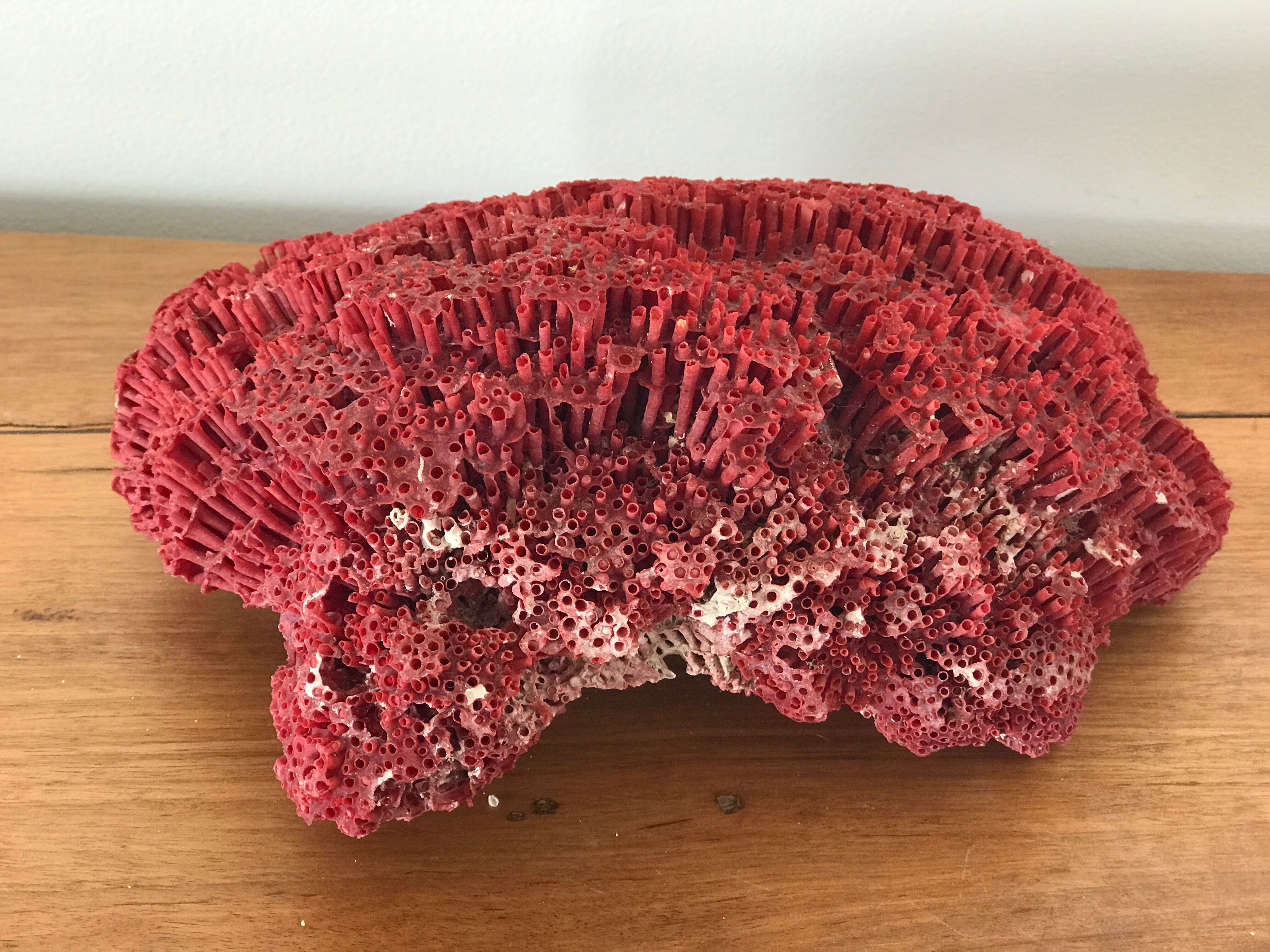 Red coral