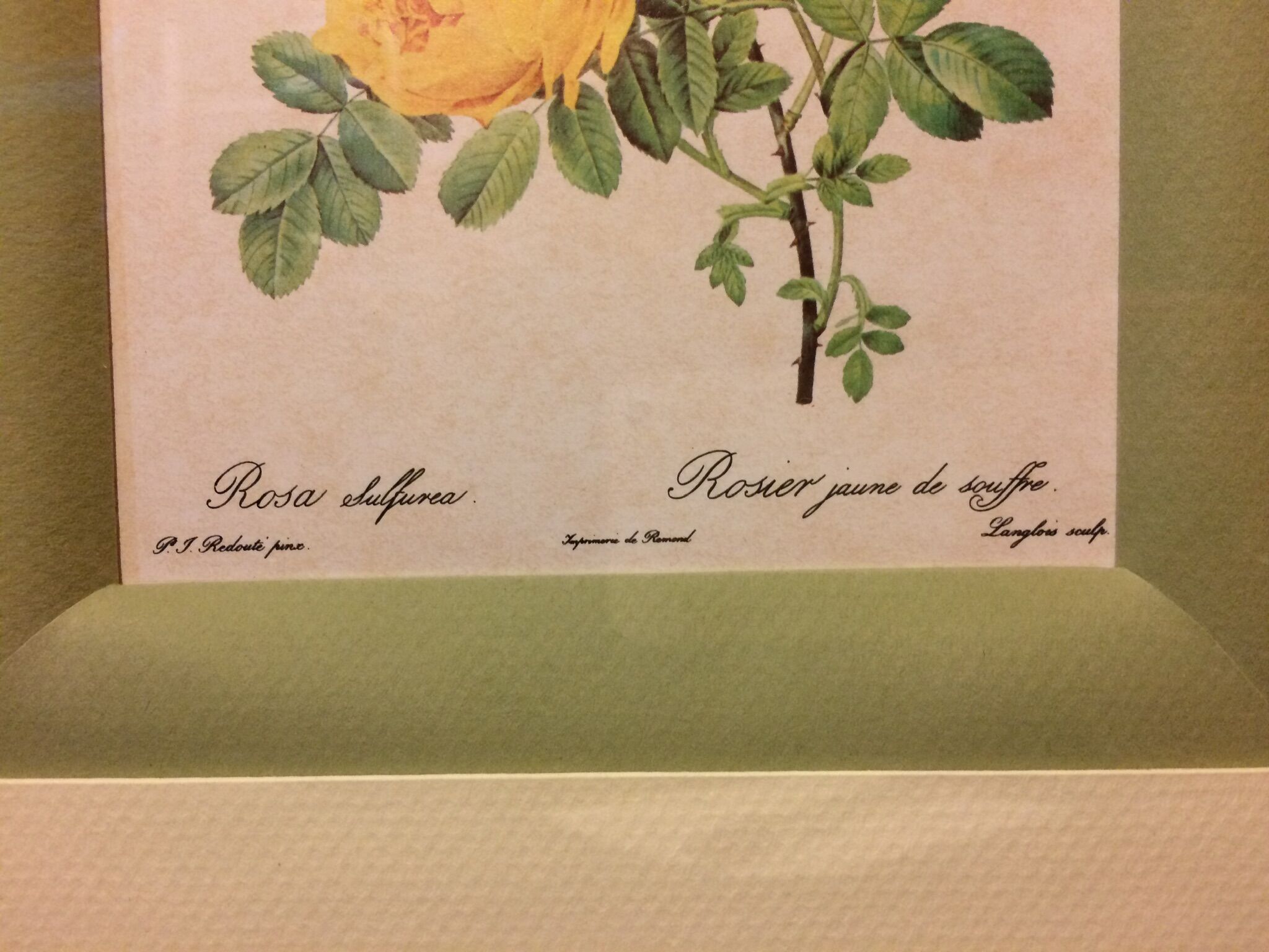 Planche botanique rosier jaune de souffre avec cadre bois doré vintage