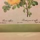 Planche botanique rosier jaune de souffre avec cadre bois doré vintage