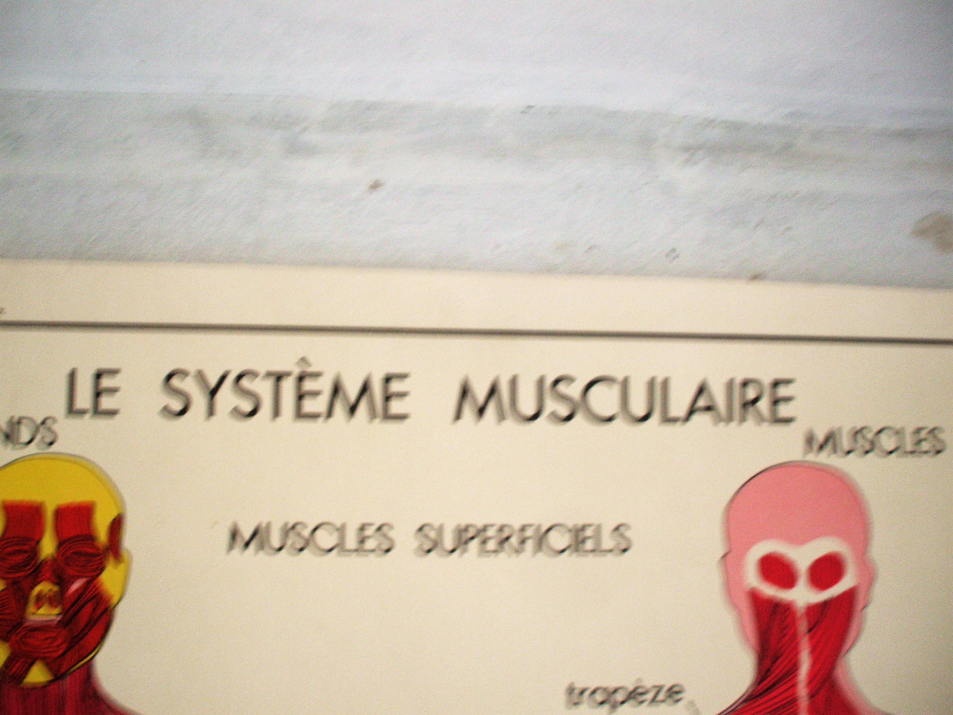 Poster school Nightingale the muscular system, the nervous system