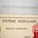 Poster school Nightingale the muscular system, the nervous system