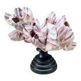 Barnacle block shell on a 19th-century wooden base - cabinet of curiosities