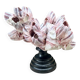 Barnacle block shell on a 19th-century wooden base - cabinet of curiosities