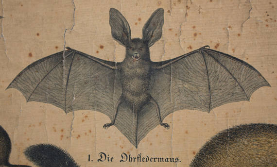 Displays "Useful and harmful animals" Offsetdruck von j. F. Schreiber, Professor burst. Jäger / Dr. Ernst Hofmann, 1899