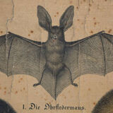 Displays "Useful and harmful animals" Offsetdruck von j. F. Schreiber, Professor burst. Jäger / Dr. Ernst Hofmann, 1899