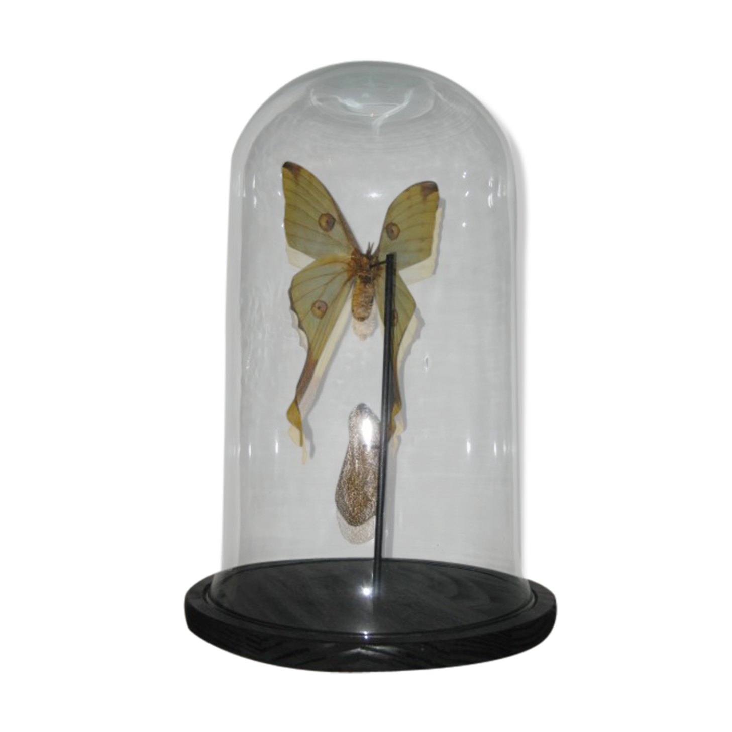 PAPILLON WHAT GLOBE "COMETE" cabinet of curiosity entomology taxidermy
