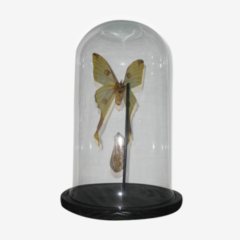 Papillon sous globe "comete" cabinet de curiosité entomologie taxidermie