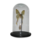 PAPILLON WHAT GLOBE "COMETE" cabinet of curiosity entomology taxidermy