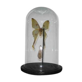 Papillon sous globe "comete" cabinet de curiosité entomologie taxidermie