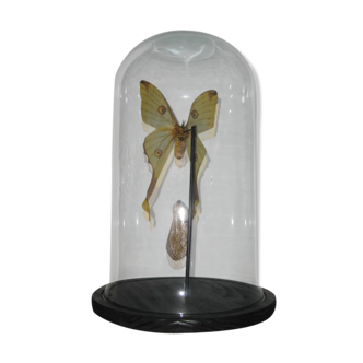 PAPILLON WHAT GLOBE "COMETE" cabinet of curiosity entomology taxidermy