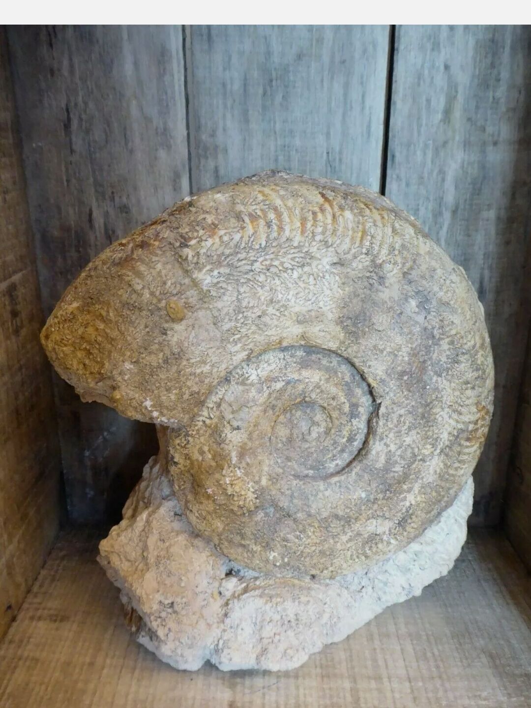 Fossil ammonite curiosity cabinet