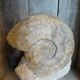 Fossil ammonite curiosity cabinet