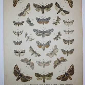 Gravure ancienne de Papillons - Lithographie de 1887 - Jngrica - Illustration originale