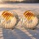 1970 Mazzega pair of vintage Murano wall lights