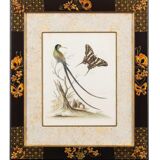 12 hand-coloured ornithological engravings from 1740 by George Edwards.