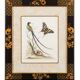 12 hand-coloured ornithological engravings from 1740 by George Edwards.