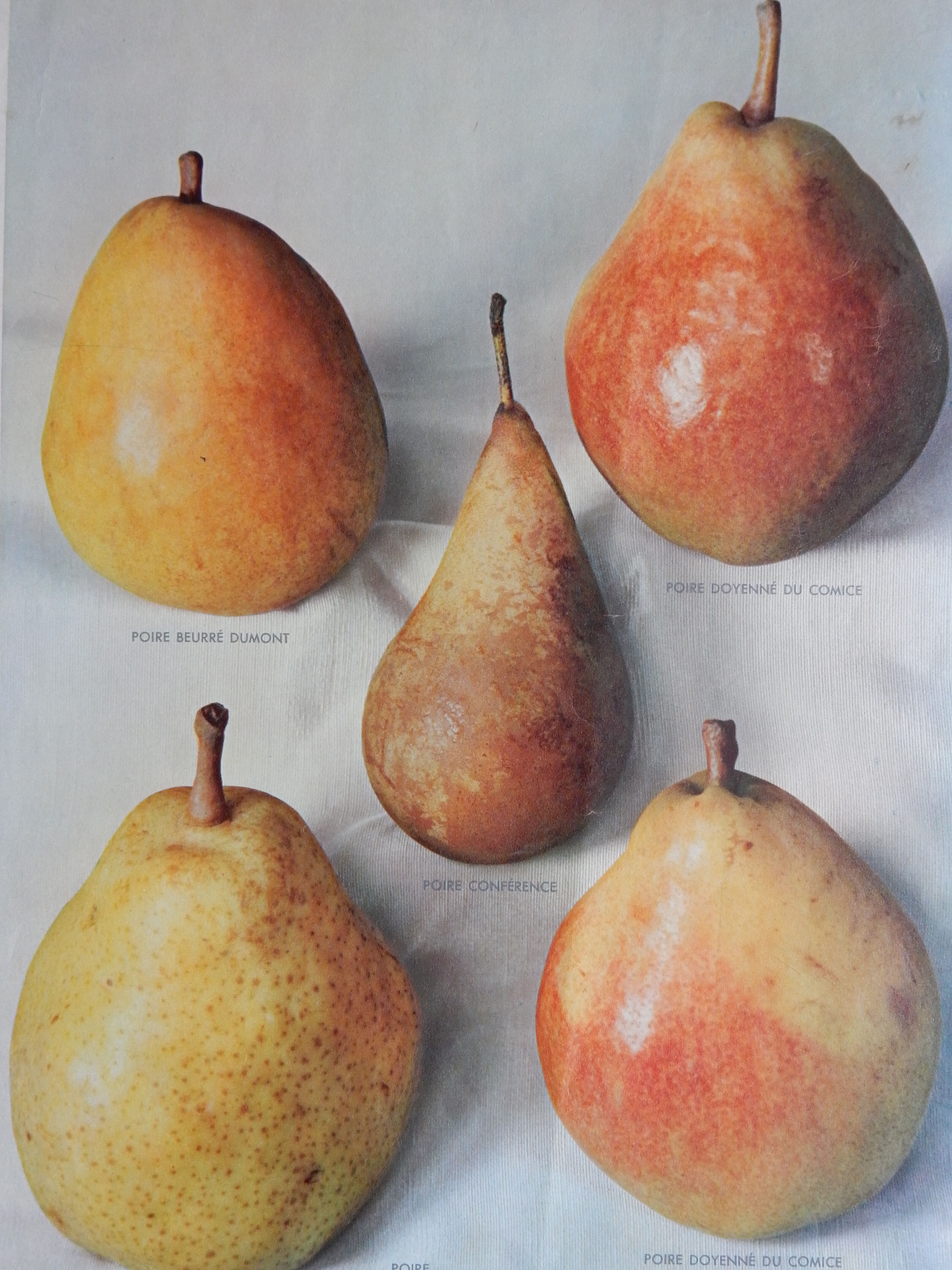 1947 pedagogic poster on pears