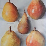1947 pedagogic poster on pears