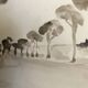 Tableau signé aquarelle monochrome  « Pinède en Provence »