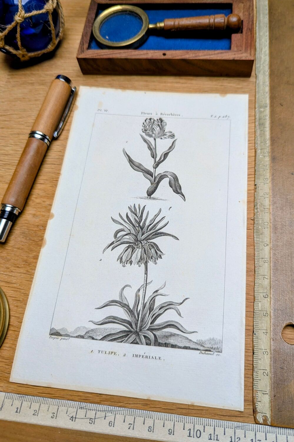 Imprimée en 1818, Tulipe et Impériale. Botanique vintage.
