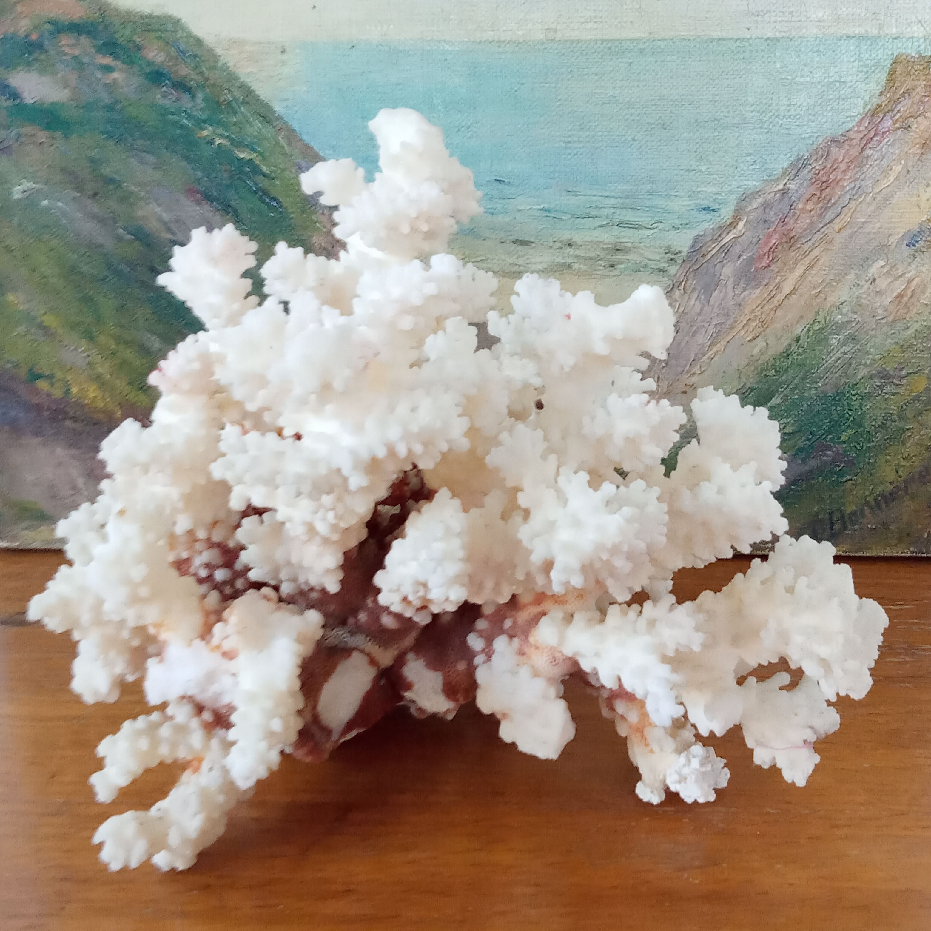 Ancient Coral XL