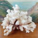 Ancient Coral XL