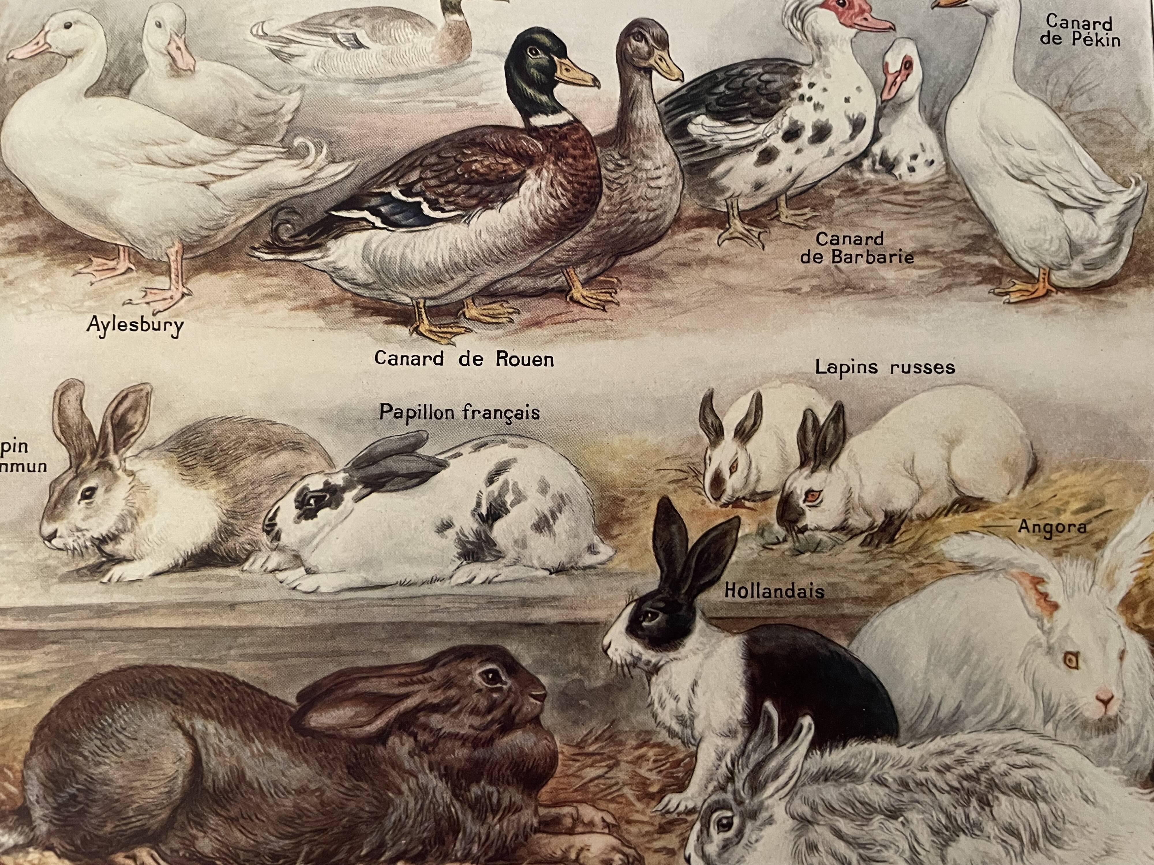 Lithograph on backyard birds from 1921 (IV)