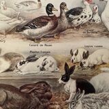 Lithograph on backyard birds from 1921 (IV)
