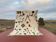 Beni Ouarain rug 300x200 cm – Cream wool with symbolic patterns