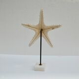 Cabinet of natural starfish curiosities on shell marble base