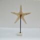 Cabinet of natural starfish curiosities on shell marble base
