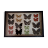 Boîte entomologique Emile Deyrolle Paris avec papillons