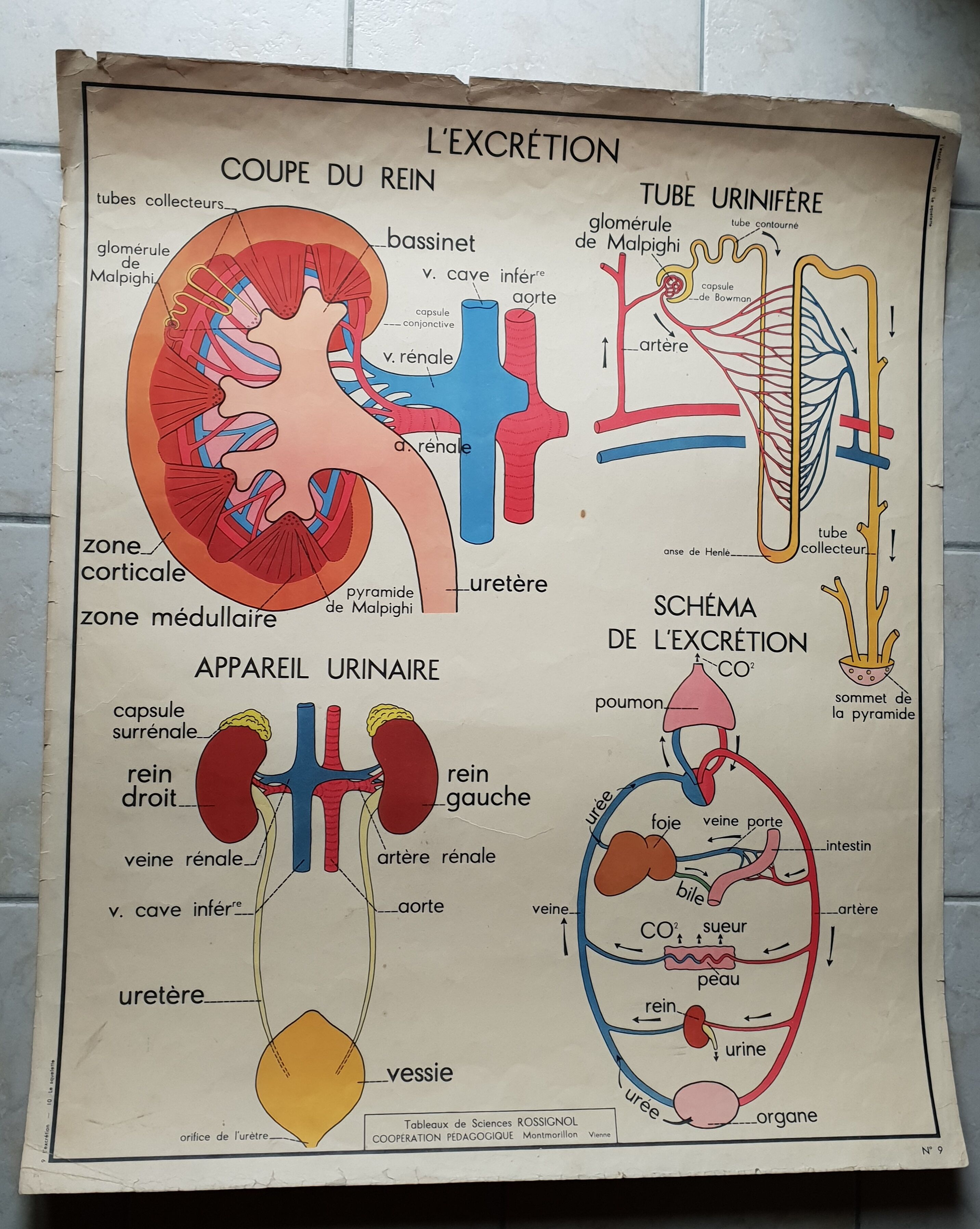 School poster Nightingale No. 10 the skeleton # 9 excretion