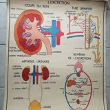 School poster Nightingale No. 10 the skeleton # 9 excretion