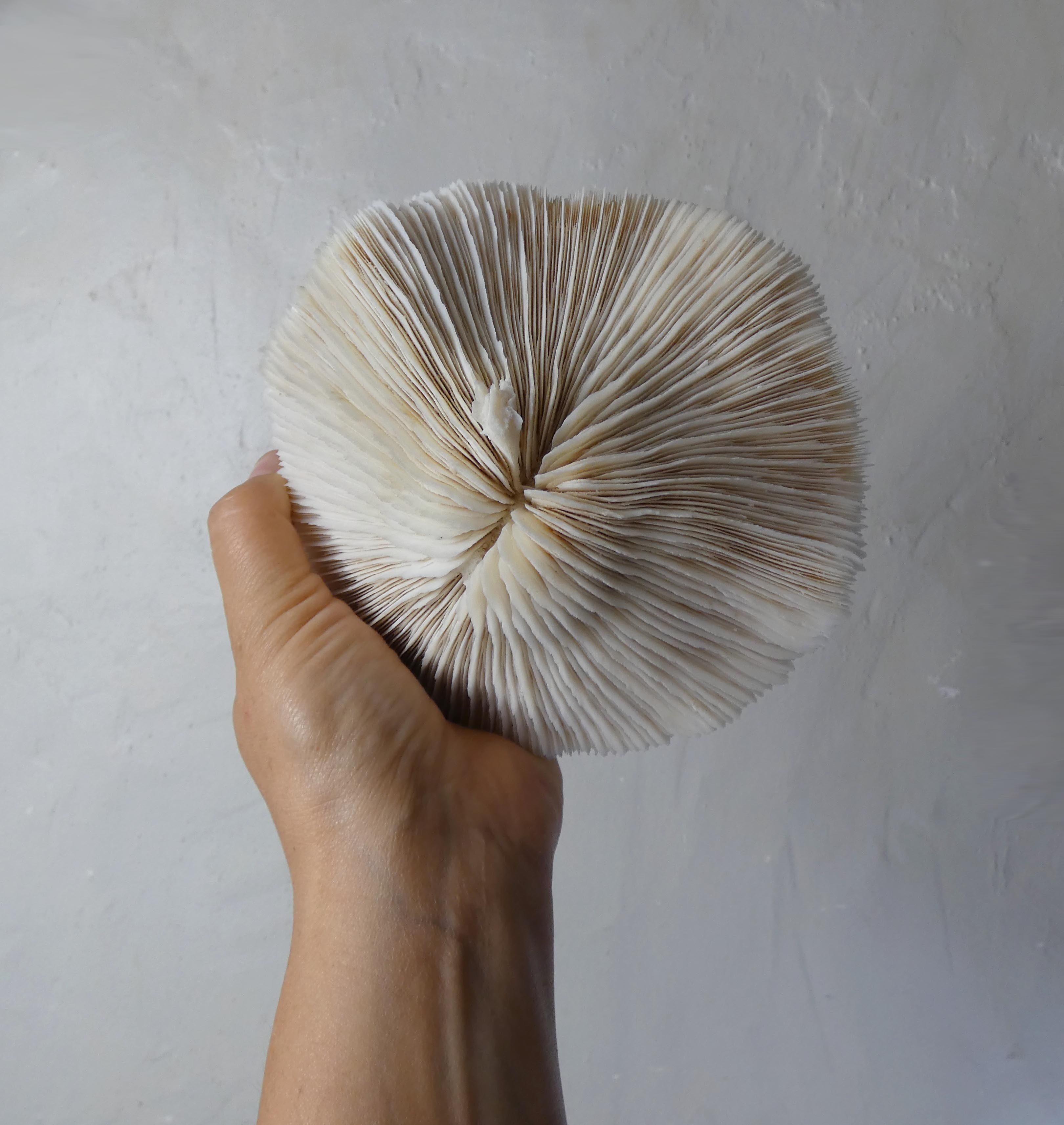 Corail blanc 314g