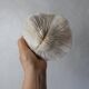 Corail blanc 314g