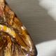 Coupe feuille Vallauris
