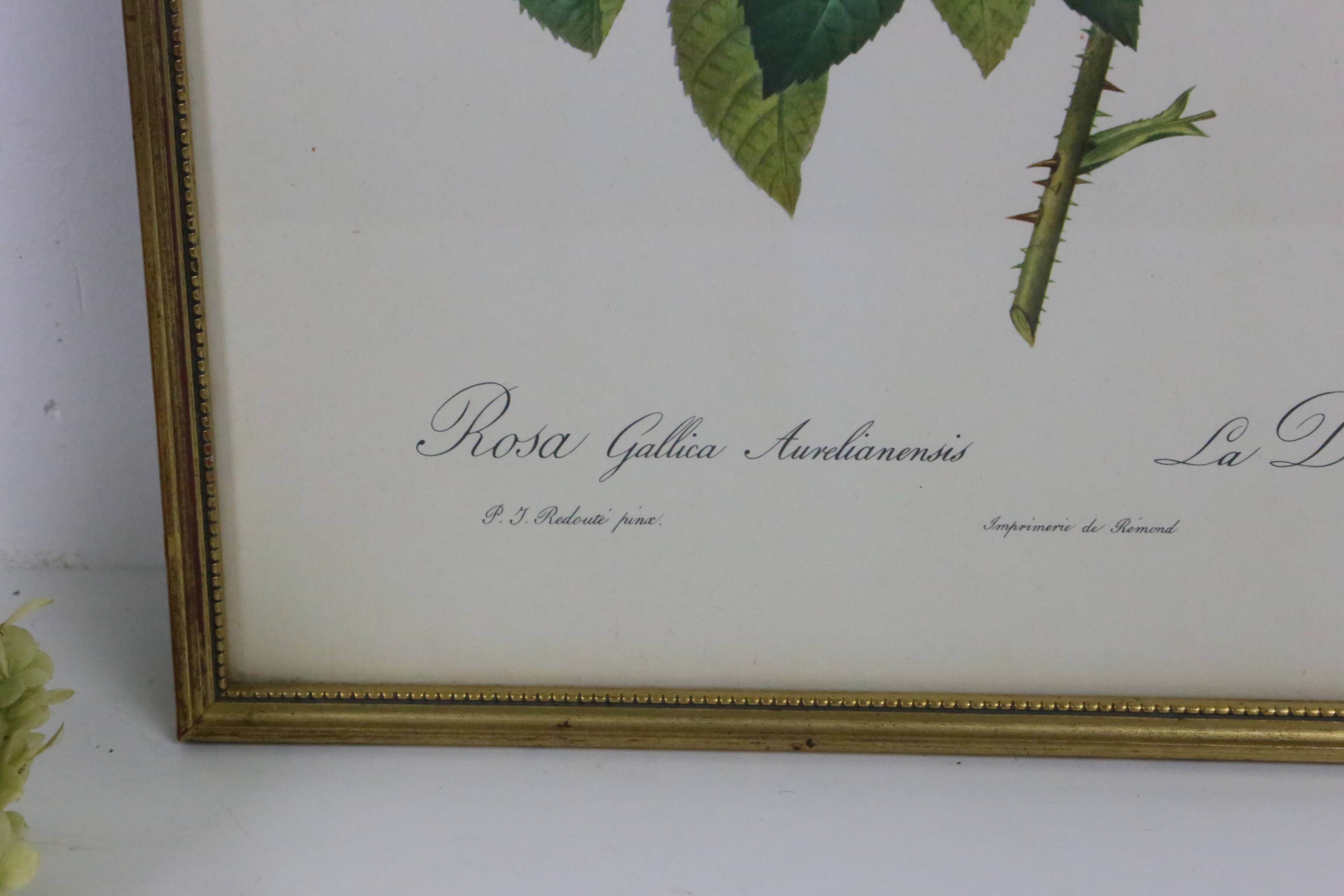 Great Redouté Lithograph