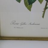 Great Redouté Lithograph