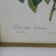 Great Redouté Lithograph
