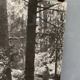 Film photograph by bernard darot, afiap club nantais, flow of light in the forest