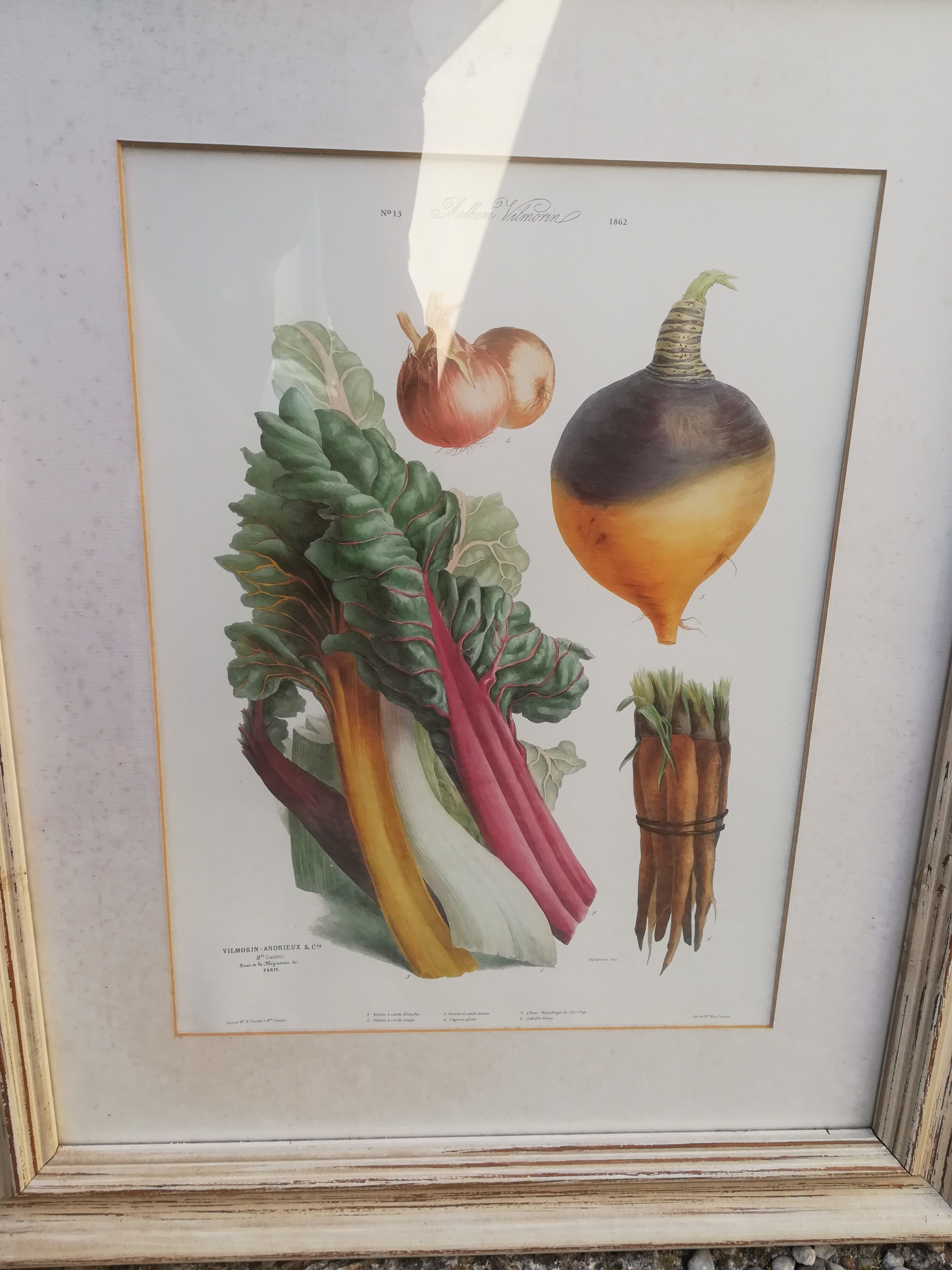 Framed botanical plank, vegetables