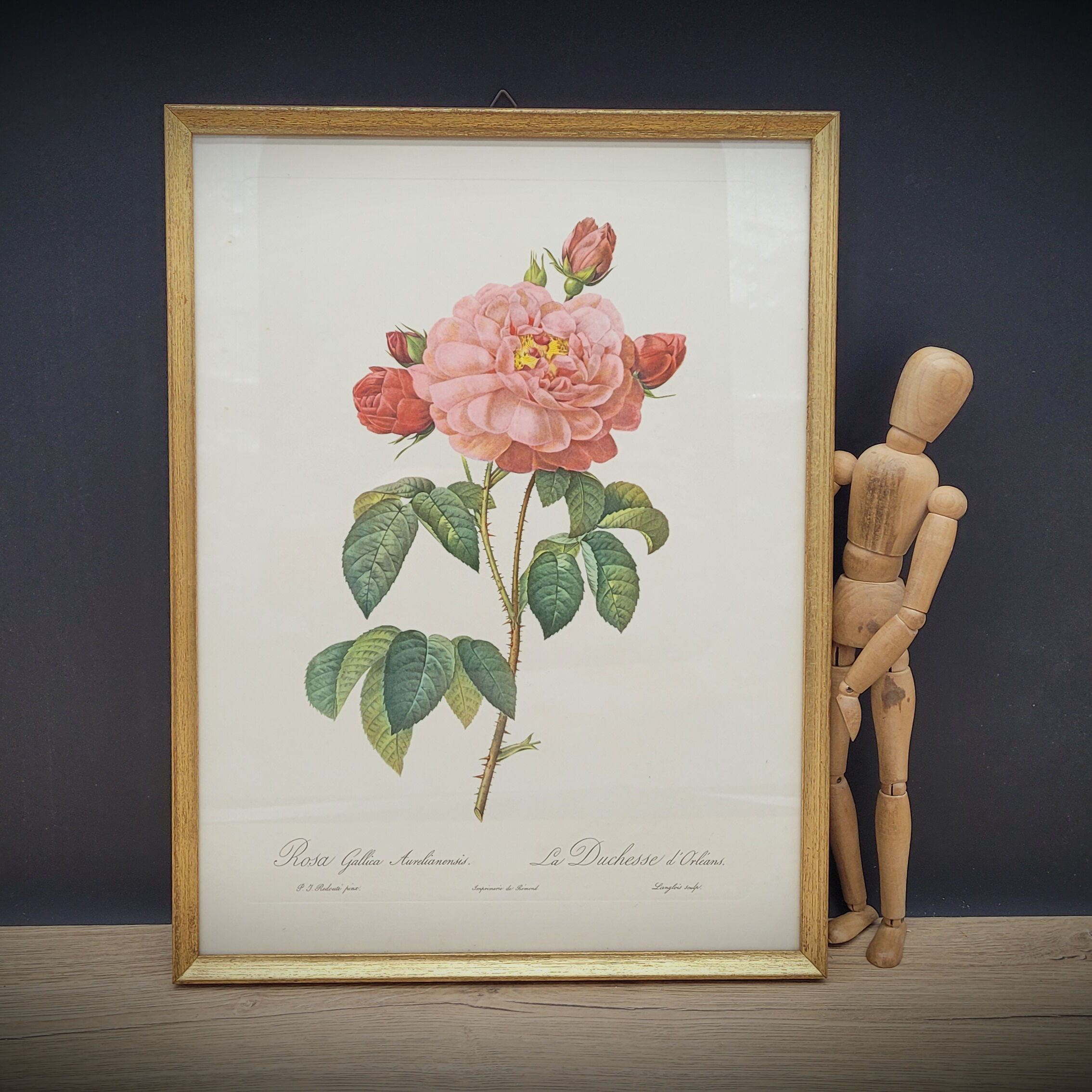 Frame lithograph Rosier Duchesse d'Orléans