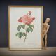 Frame lithograph Rosier Duchesse d'Orléans